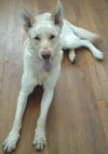 Bugsy 3304
