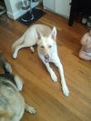 Bugsy 3304