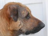 Chico