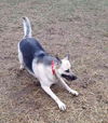 Gypsy / Mara 3532