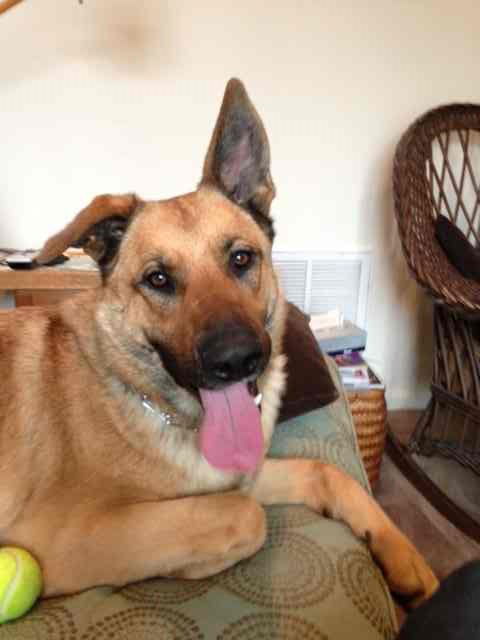 Shep