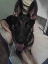 Charlie 3688
