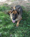 Cody 3604
