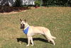 Tripp 3676
