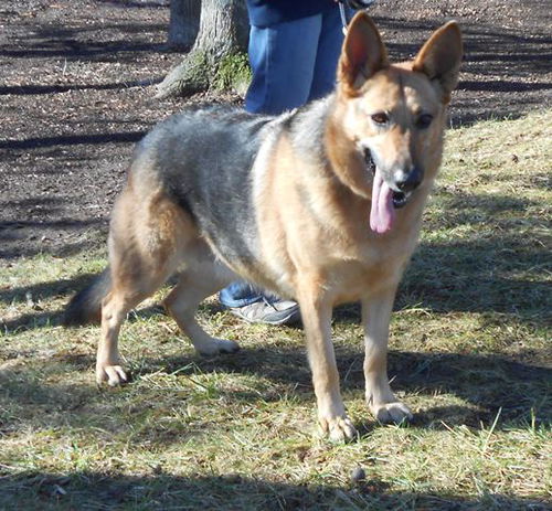 Cheyenne 3644