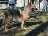 Cheyenne 3644