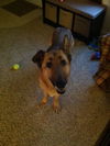 Sheba 3729