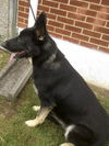 Shadow 3772