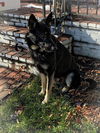 Shadow 3772