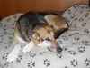 Duchess 2081