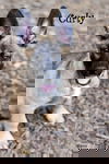 Curly 4087