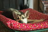 Sofie 3822