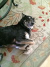 Bruno 4255
