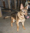 Stella 4190