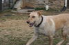 Blondi 3649