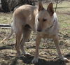 Blondi 3649