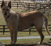 Blondi 3649