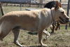 Blondi 3649
