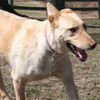 Blondi 3649