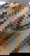 Alf 4478