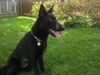 Josie 4489