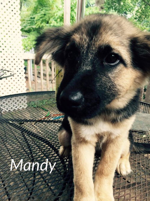 Mandy 4497