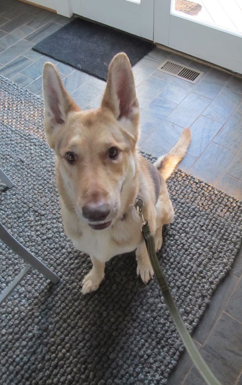 Sheba 4311