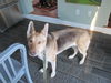 Sheba 4311