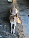 Sheba 4311