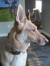 Sheba 4311