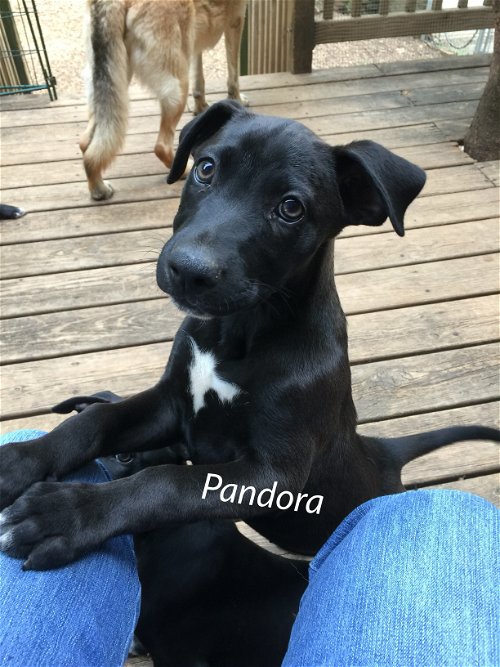 Pandora 4387