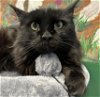 adoptable Cat in , AK named FIG