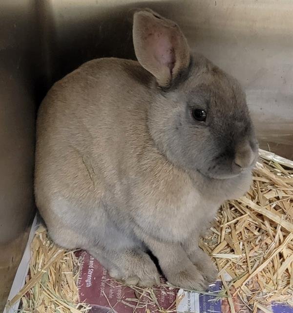 adoptable Rabbit in Anchorage, AK named DASH