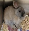 adoptable Rabbit in , AK named DASH