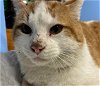 adoptable Cat in anchorage, AK named ATTICUS