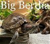 adoptable Turtle in anchorage, AK named BIG BERTHA