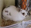 adoptable Rabbit in  named CABBAGE