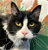 adoptable Cat in anchorage, AK named SILAS