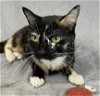 adoptable Cat in anchorage, AK named HARRIET