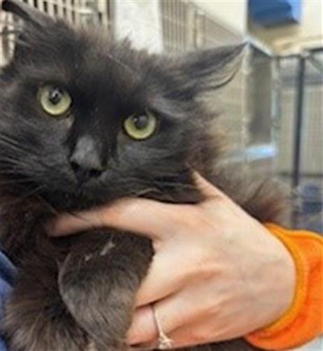 adoptable Cat in Anchorage, AK named TAZ