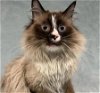 adoptable Cat in anchorage, AK named CELLO