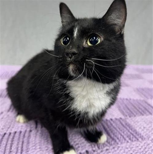 adoptable Cat in Anchorage, AK named LUCILLE