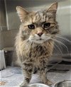 adoptable Cat in anchorage, AK named BLANCHE