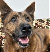 adoptable Dog in , AK named VICKY