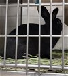 adoptable Rabbit in , AK named HUMPHREY
