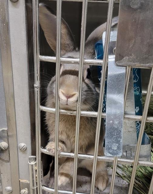 adoptable Rabbit in Anchorage, AK named COCO