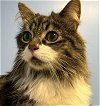 adoptable Cat in anchorage, AK named BANDIT