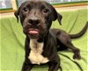 adoptable Dog in , AK named LEMMY