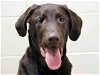 adoptable Dog in anchorage, AK named BAILEY