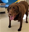 adoptable Dog in anchorage, AK named BAILEY